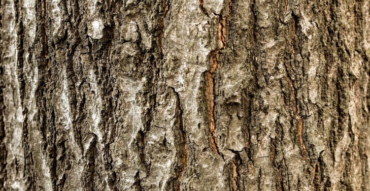 Slippery-Elm-Bark Slippery-Elm-Bark
