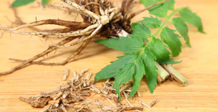 Valerian-Root (1)