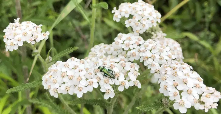Yarrow-Flower Yarrow-Flower