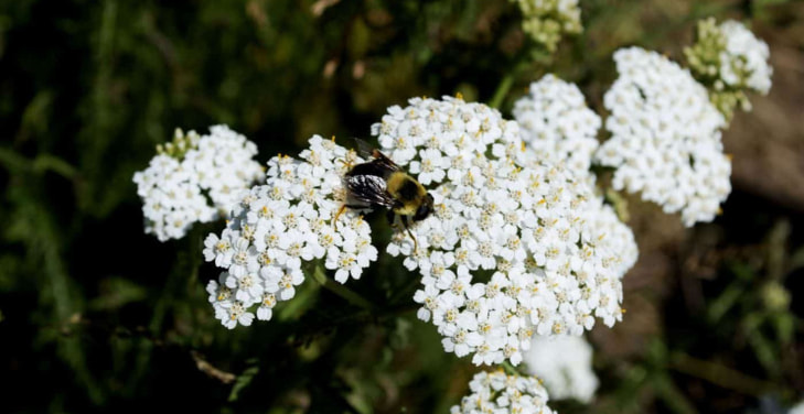 Yarrow-Herb Yarrow-Herb