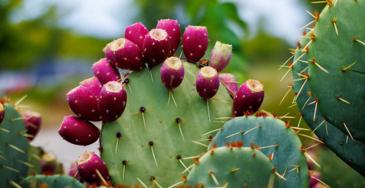 benefits-of-nopal-fruit-prickly-pear