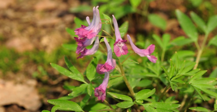 corydalis-yanhusuo (1)