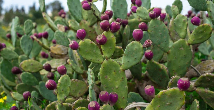 eastern-prickly-pear