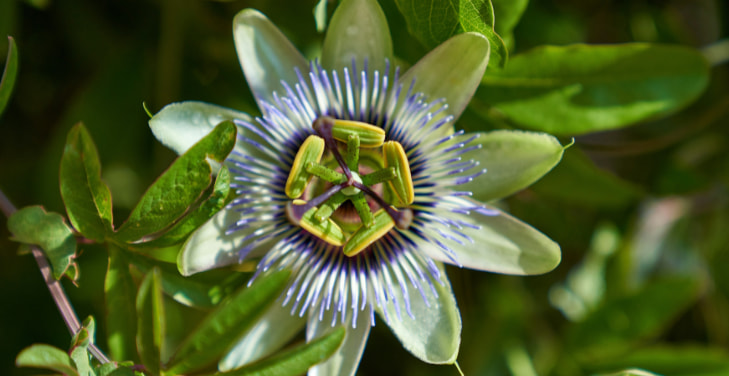 passiflora-caerulea