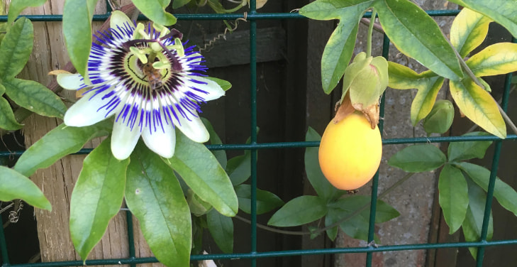 passiflora-edulis passiflora-edulis