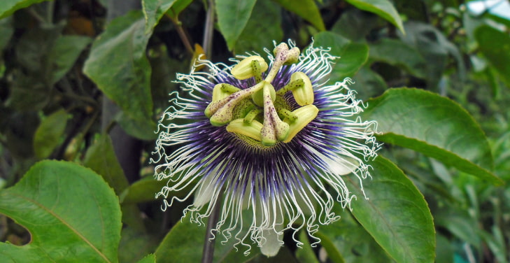passion-fruit-plant