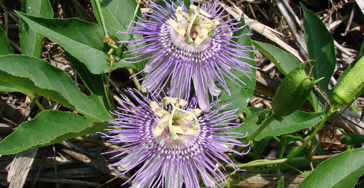passiflora-incarnata