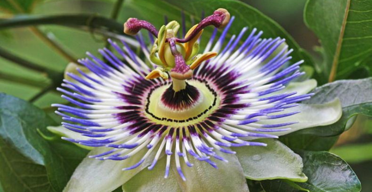 passion-flower-benefits
