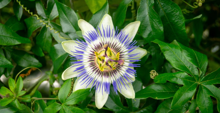 passion-flower-vine