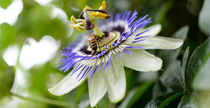 passion-flower