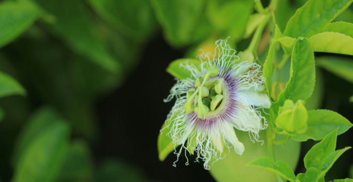 passion-fruit-flower passion-fruit-flower