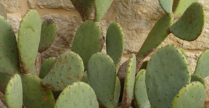 prickly-pear-cactus