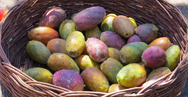 tuna-fruit