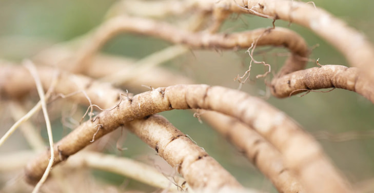 what-is-marshmallow-root