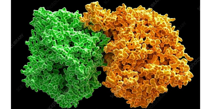xanthine-oxidase