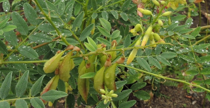 astragalus-benefits