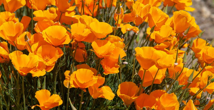 California-Poppy California-Poppy
