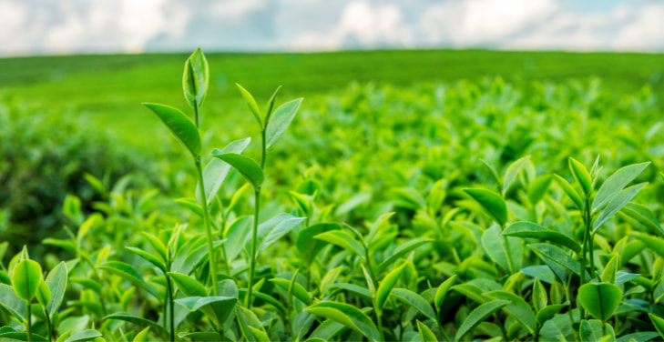 what-are-the-benefits-of-green-tea