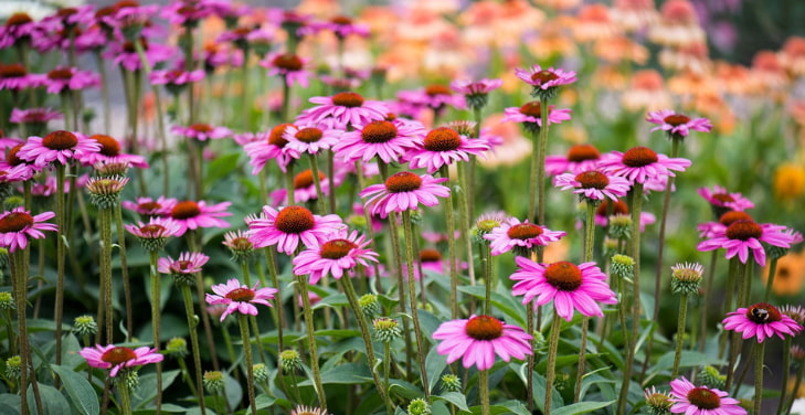 Echinacea Echinacea