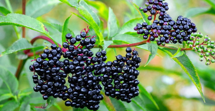 best-way-to-take-elderberry