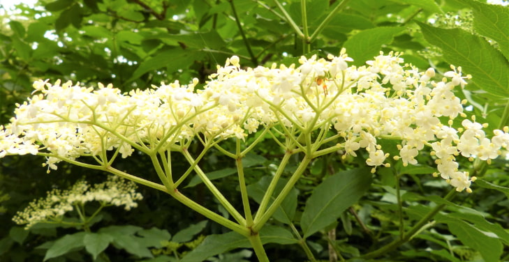 Elderflower Elderflower