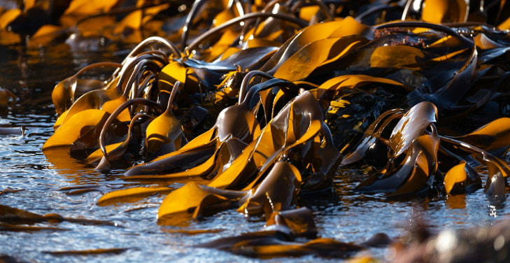 Fucoxanthin (1) Fucoxanthin (1)