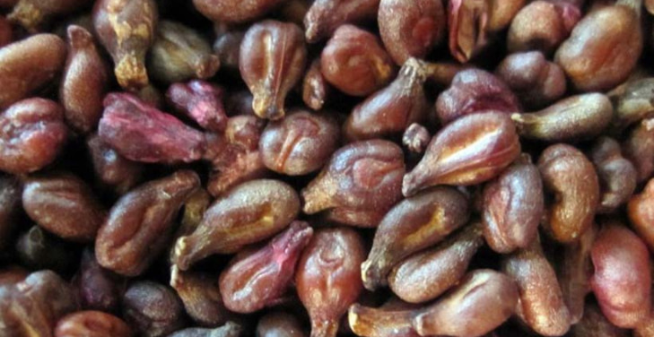 Grape-Seed