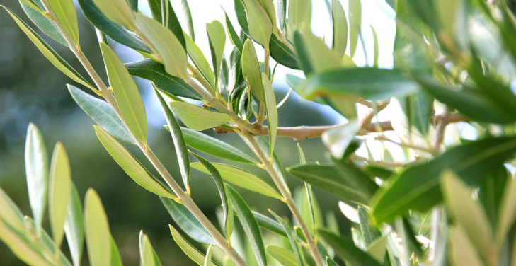 Olive-Leaf