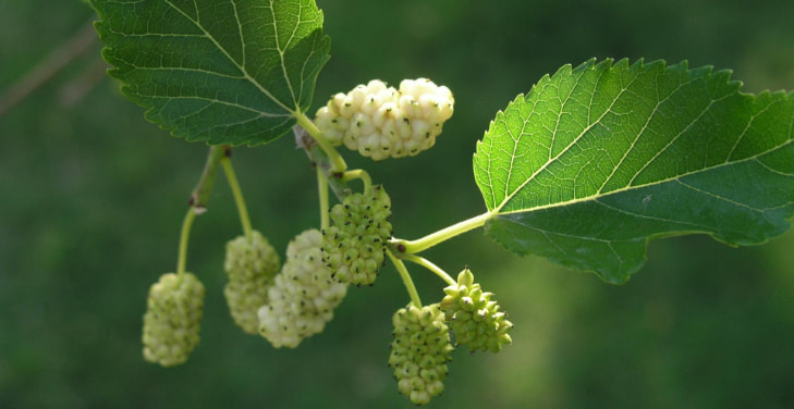White-Mulberry