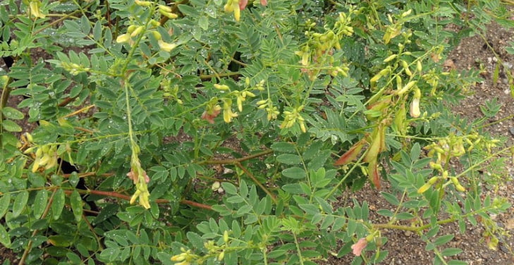 astragalus-dangers