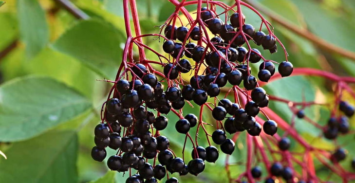benefits-of-elderberry benefits-of-elderberry