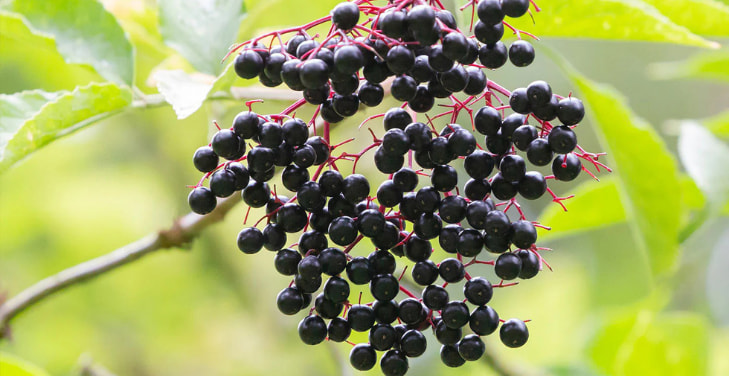 elderberry-vitamins elderberry-vitamins