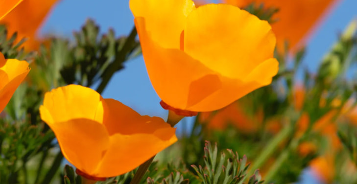 california-poppies california-poppies