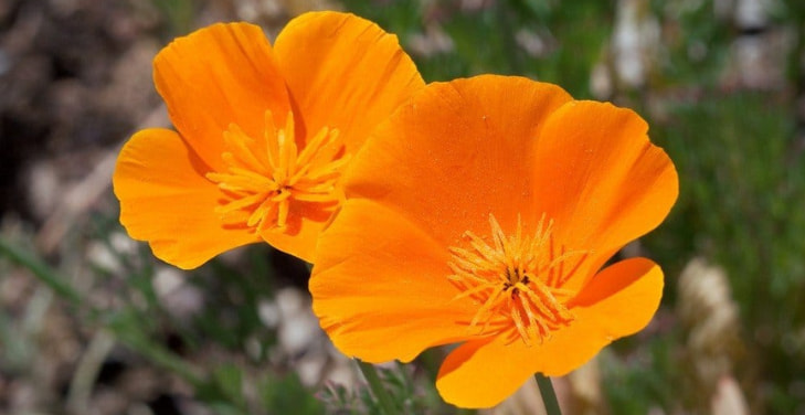 california-poppy-flower california-poppy-flower
