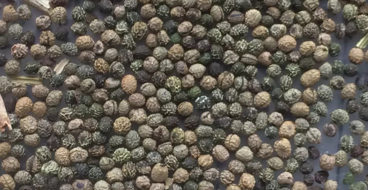 california-poppy-seeds california-poppy-seeds