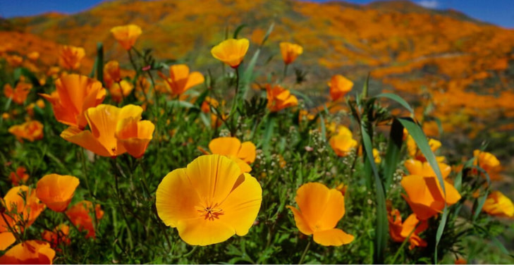 california-state-flower california-state-flower