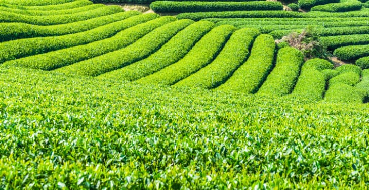 does-green-tea-have-caffeine-content