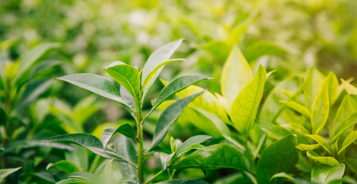 green-tea-appetite-suppressant