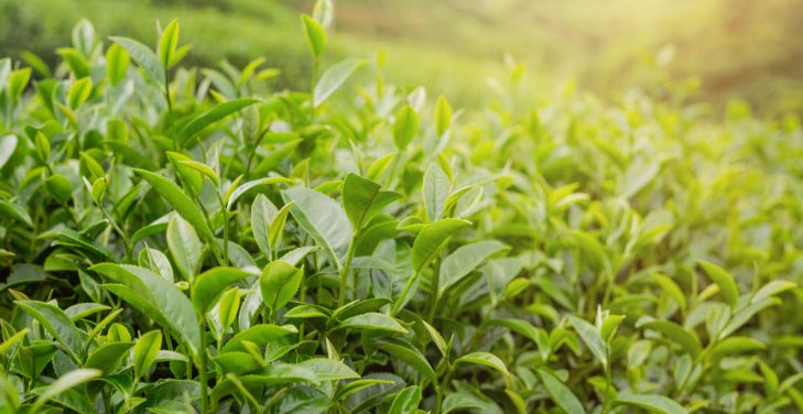 green-tea-benefits-and-side-effects green-tea-benefits-and-side-effects