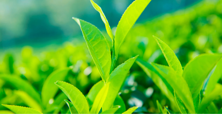 green-tea-nutrition