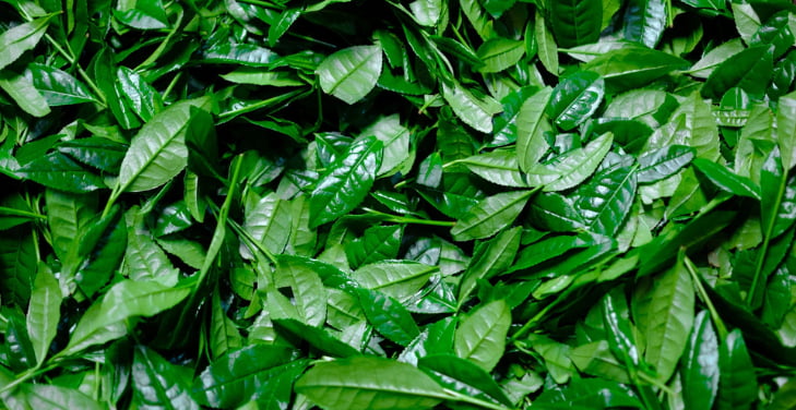 green-tea-leaves