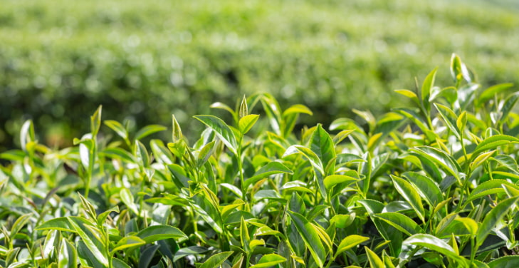 how-much-green-tea-to-drink-daily how-much-green-tea-to-drink-daily