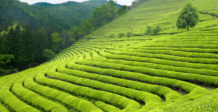 is-green-tea-healthy is-green-tea-healthy