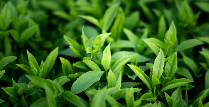 what-does-green-tea-do-to-your-body what-does-green-tea-do-to-your-body