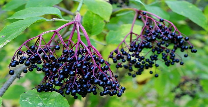elderberry-supplement
