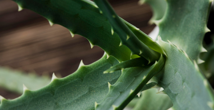 Aloe-Barbadensis