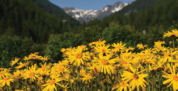 Arnica-Montana-Flower-Extract