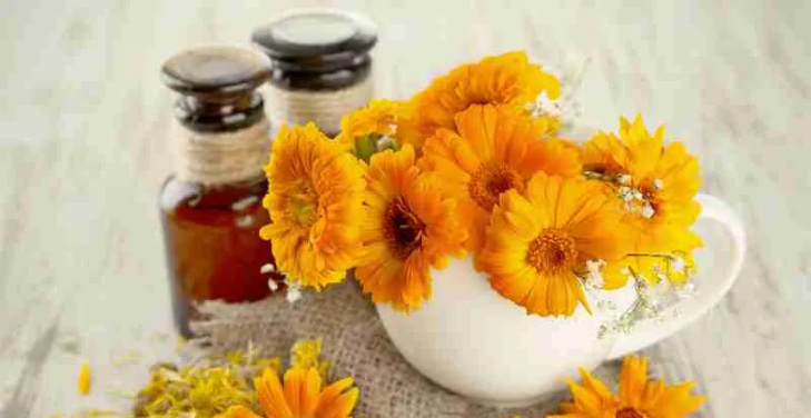 Calendula-Officinalis-Extract