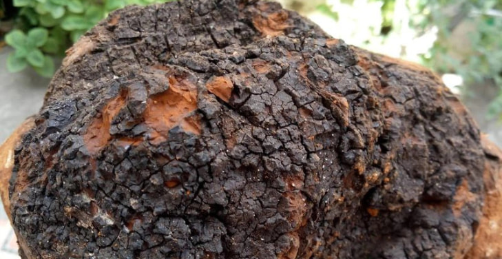 Chaga
