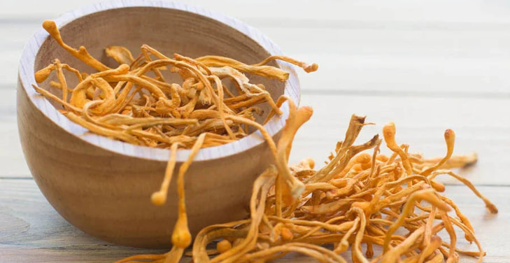 Cordyceps